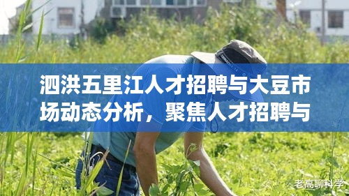 泗洪五里江人才招聘与大豆市场动态分析，聚焦人才招聘与进口大豆价格动态关联