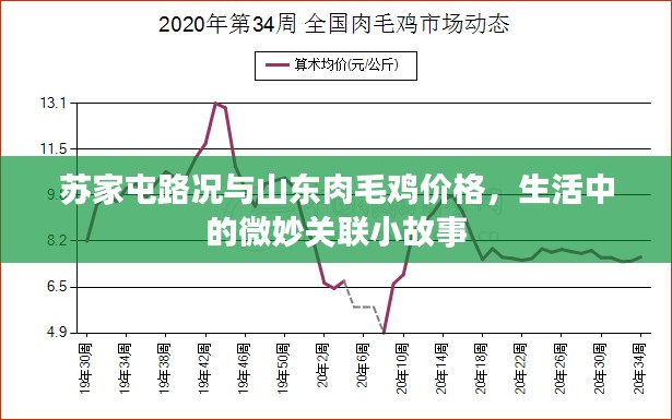 苏家屯路况与山东肉毛鸡价格,生活中的微妙关联小故事