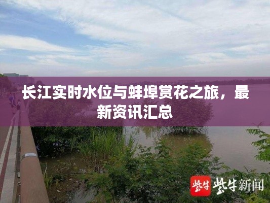 长江实时水位与蚌埠赏花之旅，最新资讯汇总
