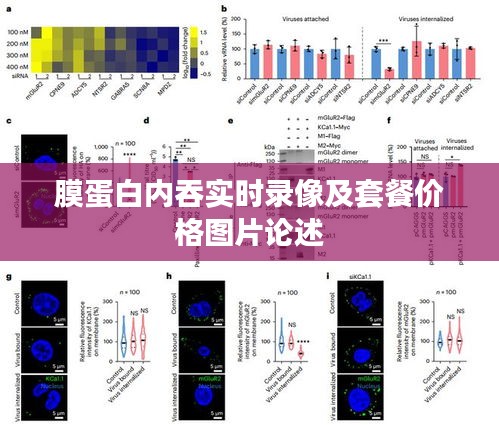 膜蛋白内吞实时录像及套餐价格图片论述
