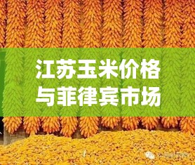 江苏玉米价格与菲律宾市场动态,深度解析与观察思考报告