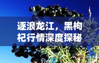 逐浪龙江,黑枸杞行情深度探秘