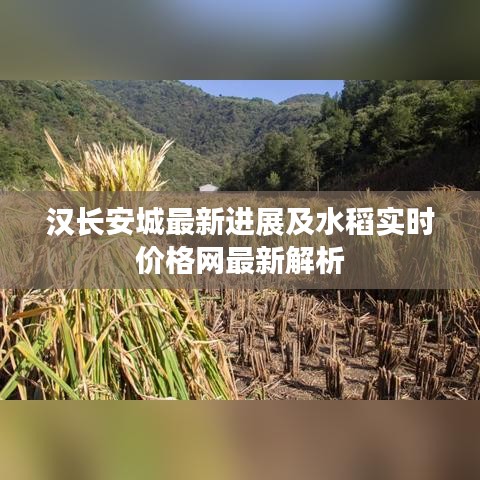 汉长安城最新进展及水稻实时价格网最新解析