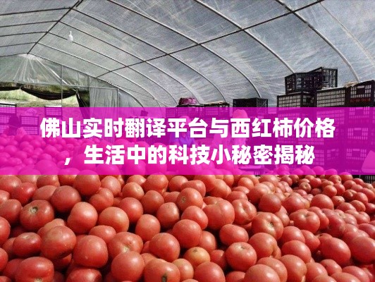 佛山实时翻译平台与西红柿价格，生活中的科技小秘密揭秘