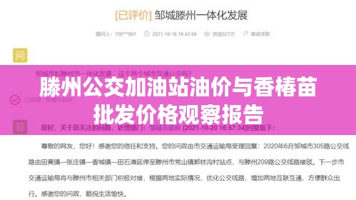 滕州公交加油站油价与香椿苗批发价格观察报告