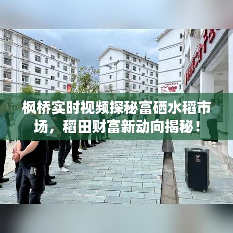 枫桥实时视频探秘富硒水稻市场,稻田财富新动向揭秘!