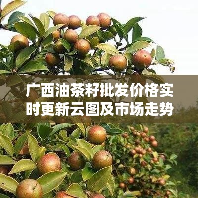 广西油茶籽批发价格实时更新云图及市场走势分析