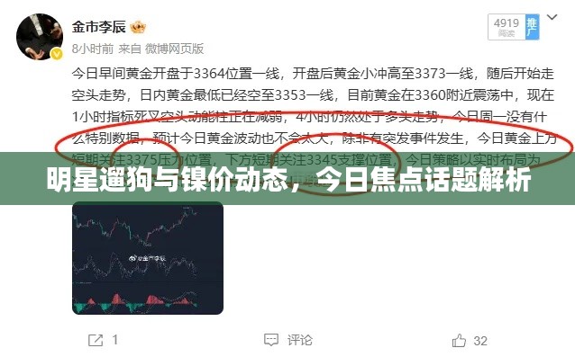 明星遛狗与镍价动态,今日焦点话题解析
