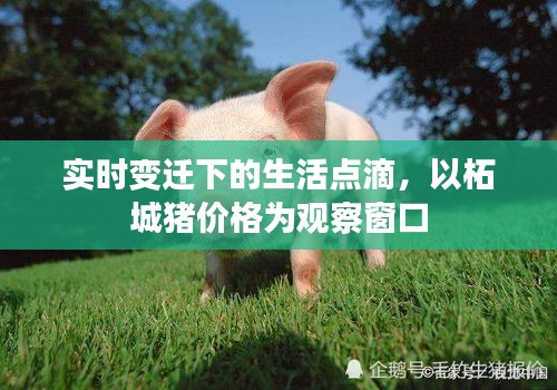 实时变迁下的生活点滴，以柘城猪价格为观察窗口