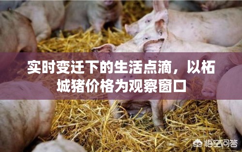 实时变迁下的生活点滴,以柘城猪价格为观察窗口