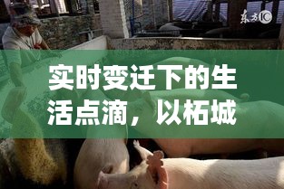 实时变迁下的生活点滴,以柘城猪价格为观察窗口