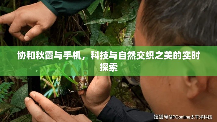 协和秋霞与手机,科技与自然交织之美的实时探索