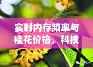 实时内存频率与桂花价格，科技与自然元素的交汇点