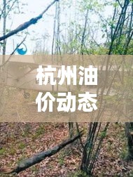 杭州油价动态与实时飞行信息资讯概览