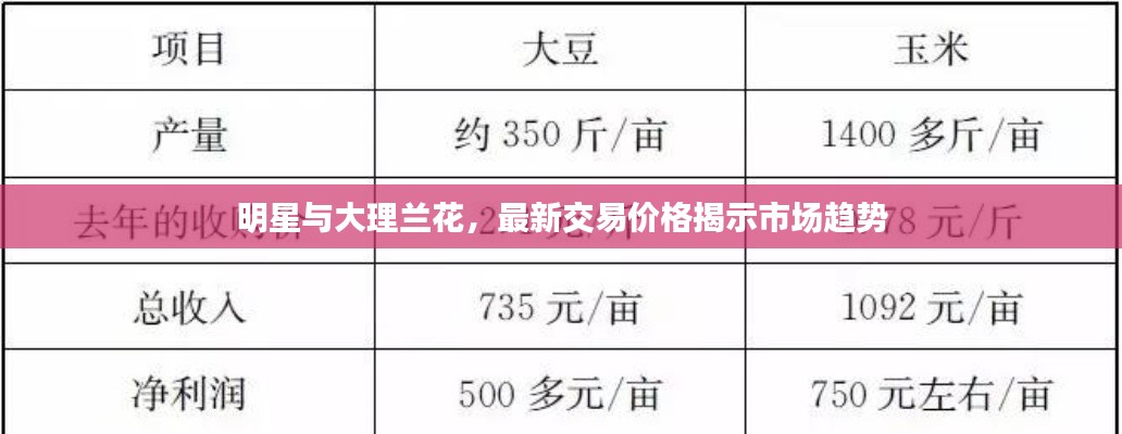 明星与大理兰花,最新交易价格揭示市场趋势