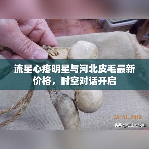 流星心疼明星与河北皮毛最新价格，时空对话开启