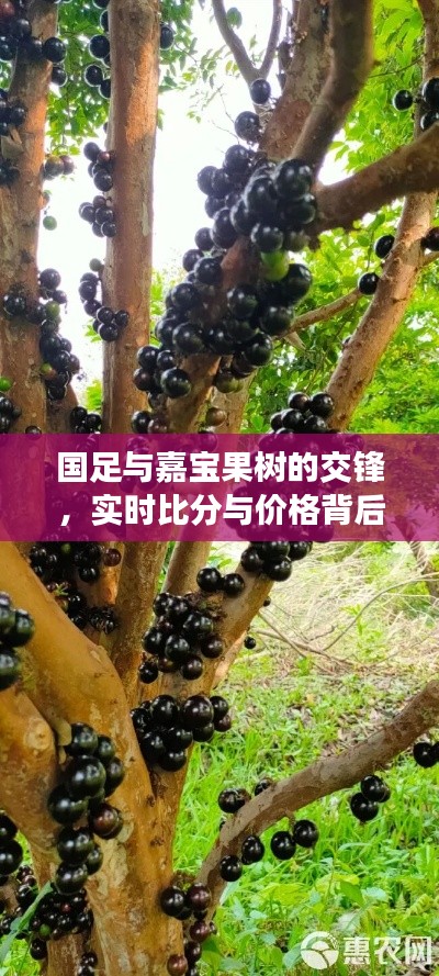 国足与嘉宝果树的交锋，实时比分与价格背后的深度观察