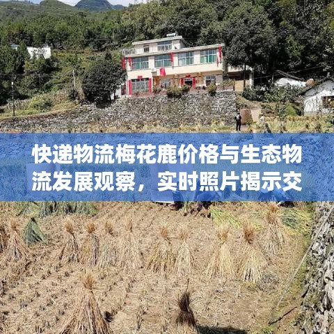 快递物流梅花鹿价格与生态物流发展观察，实时照片揭示交融现象