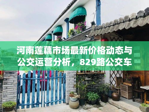 河南莲藕市场最新价格动态与公交运营分析，829路公交车实时运营及莲藕市场走势观察