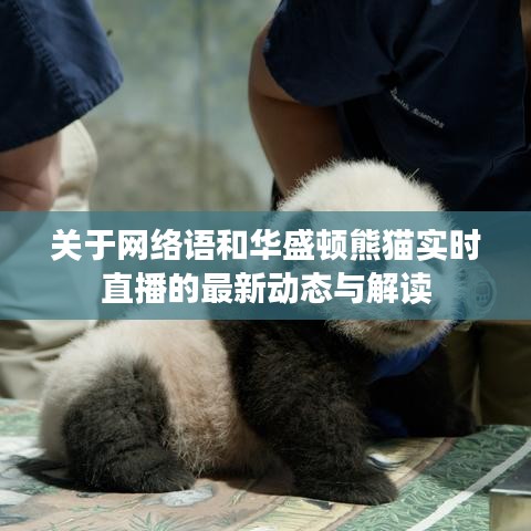 关于网络语和华盛顿熊猫实时直播的最新动态与解读