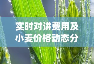 实时对讲费用及小麦价格动态分析，市场展望与最新动态