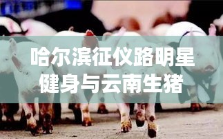 哈尔滨征仪路明星健身与云南生猪猪价行情综述
