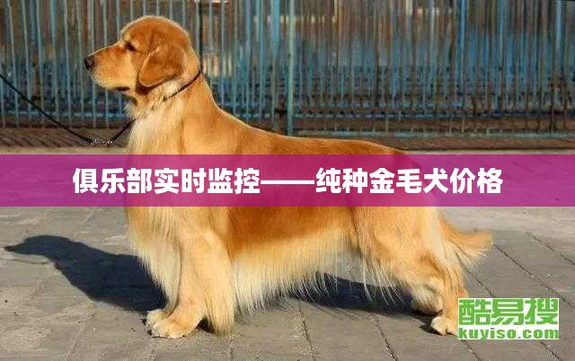 俱乐部实时监控——纯种金毛犬价格