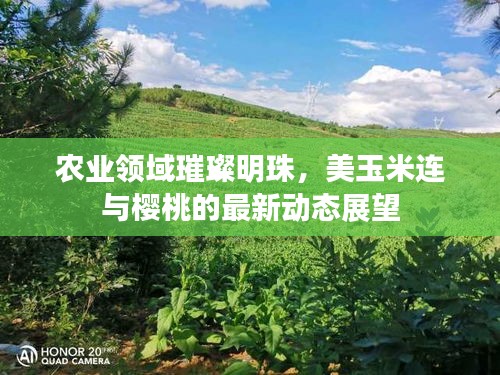农业领域璀璨明珠，美玉米连与樱桃的最新动态展望