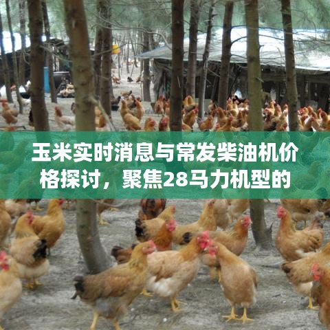 玉米实时消息与常发柴油机价格探讨,聚焦28马力机型的市场动态与价格分析