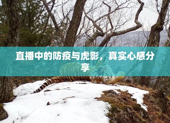 直播中的防疫与虎影,真实心感分享