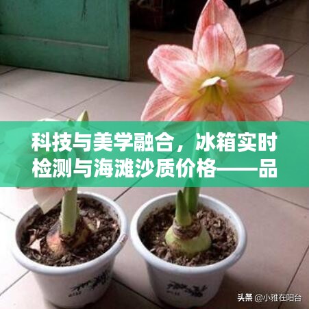 科技与美学融合，冰箱实时检测与海滩沙质价格——品质生活的智能便捷之选