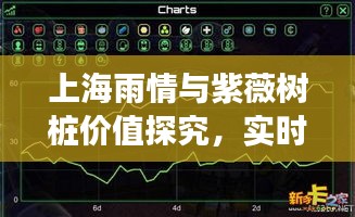 上海雨情与紫薇树桩价值探究，实时雨量统计与市场价格波动观察