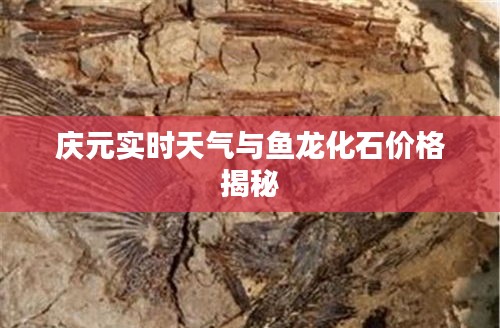 庆元实时天气与鱼龙化石价格揭秘