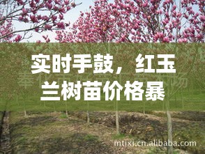 实时手鼓，红玉兰树苗价格暴跌的解读与警示