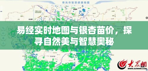 易经实时地图与银杏苗价，探寻自然美与智慧奥秘