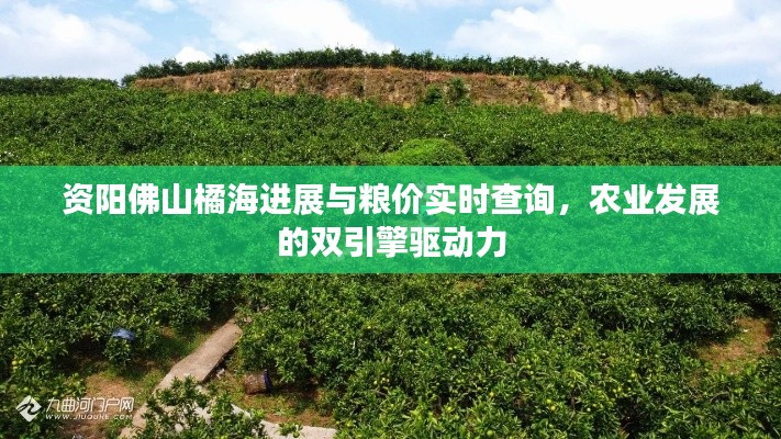 资阳佛山橘海进展与粮价实时查询，农业发展的双引擎驱动力