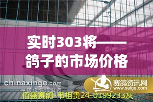 实时303将——鸽子的市场价格