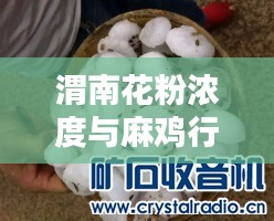 渭南花粉浓度与麻鸡行情,生态与经济双重焦点关注