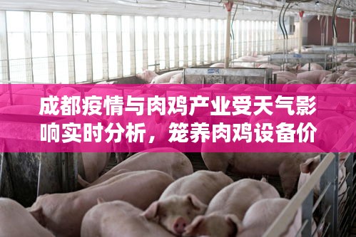 成都疫情与肉鸡产业受天气影响实时分析，笼养肉鸡设备价格探讨