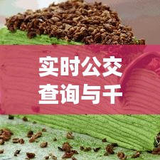 实时公交查询与千层树价格探寻,一站式旅行规划与购物攻略