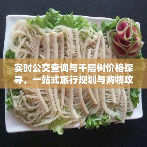 实时公交查询与千层树价格探寻,一站式旅行规划与购物攻略