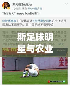 斯足球明星与农业风云，山东麦麸价格最新动态引发跨界热议